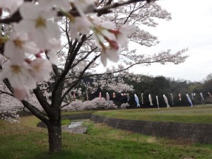 10種桜からの眺め