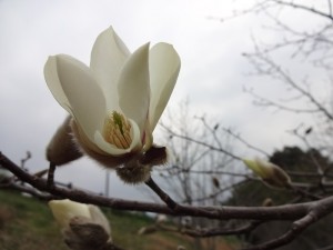 梅の次に力強く春を告げるモクレン。分厚い花びらの白の濃淡が美しい。