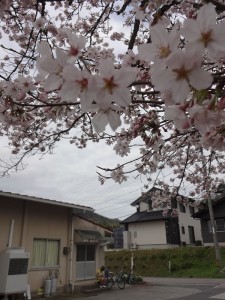 7種桜からの眺め