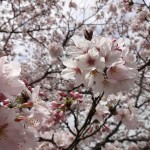 6種桜